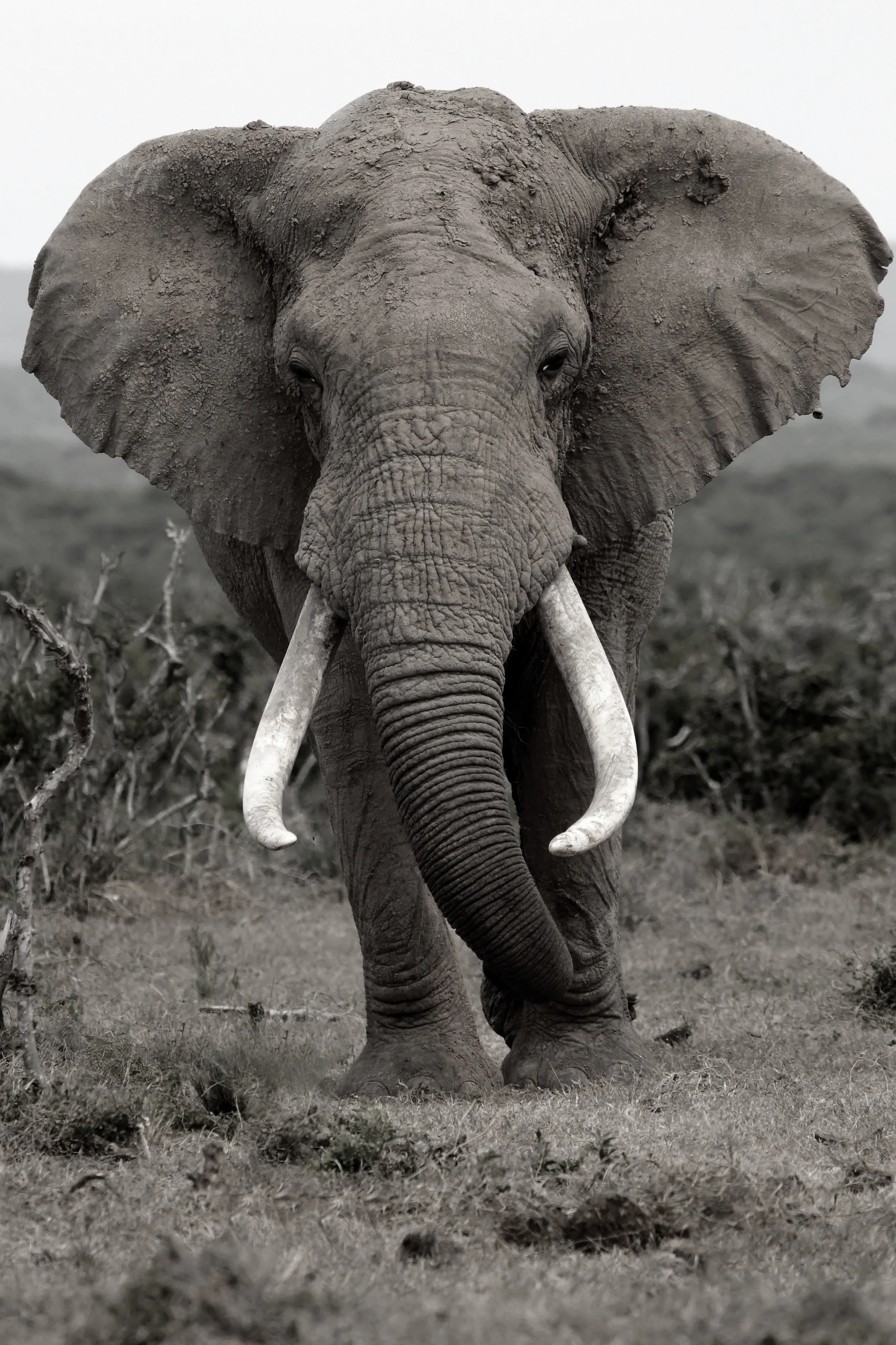 ELEPHANT.jpeg