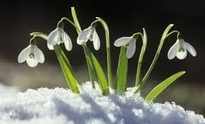 snowdrops.jpg