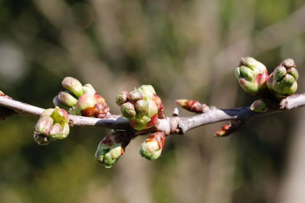 Landscapes of Change: Bringing Forth Retreat, 29 & 30 April 2021
