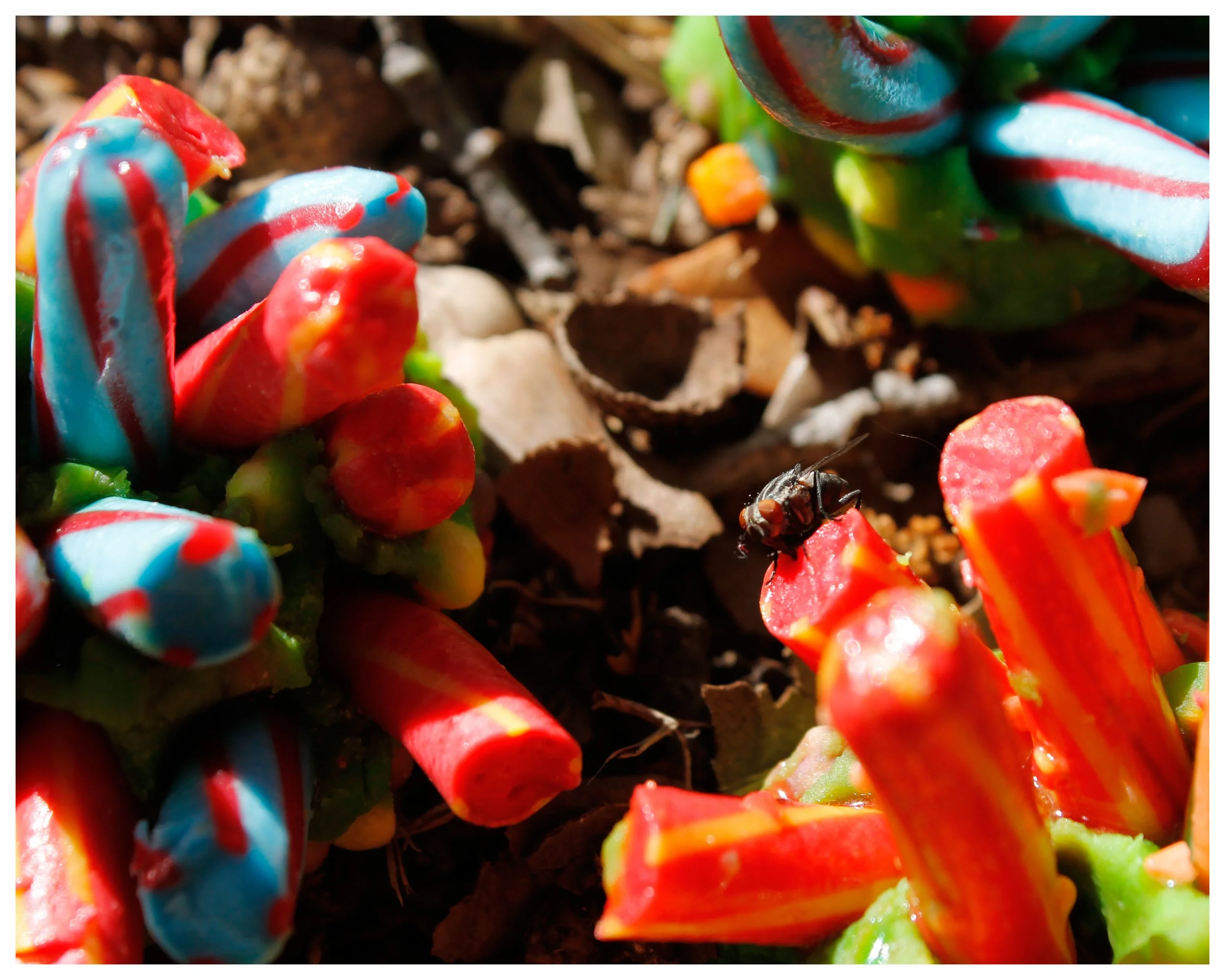 Hard Candy Blossoms.JPG