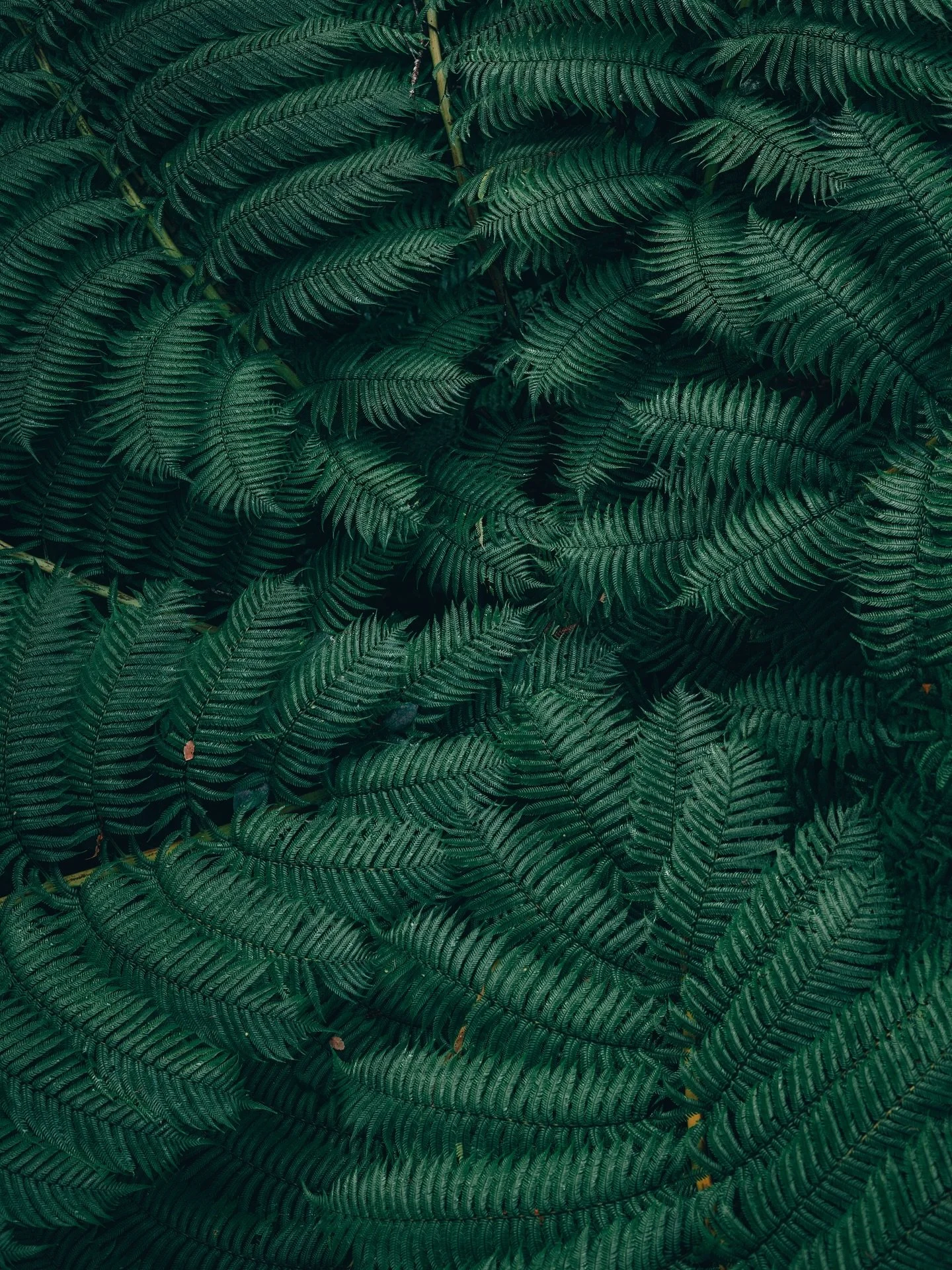 Top down tones 🌱 

Everyone has their favourite colours, I think photographers, among many other professions that work with colour have favourite tones and textures too.

This right here, is some of my absolute favourites in nature!

#Flora #Fern #P