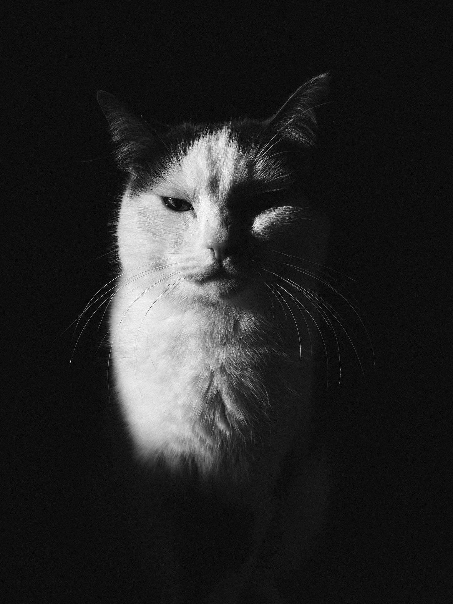 King Dobby 👑 

#PetPhotography #RescueCat #CatPhotography #BlackAndWhite #CatLife #Pet