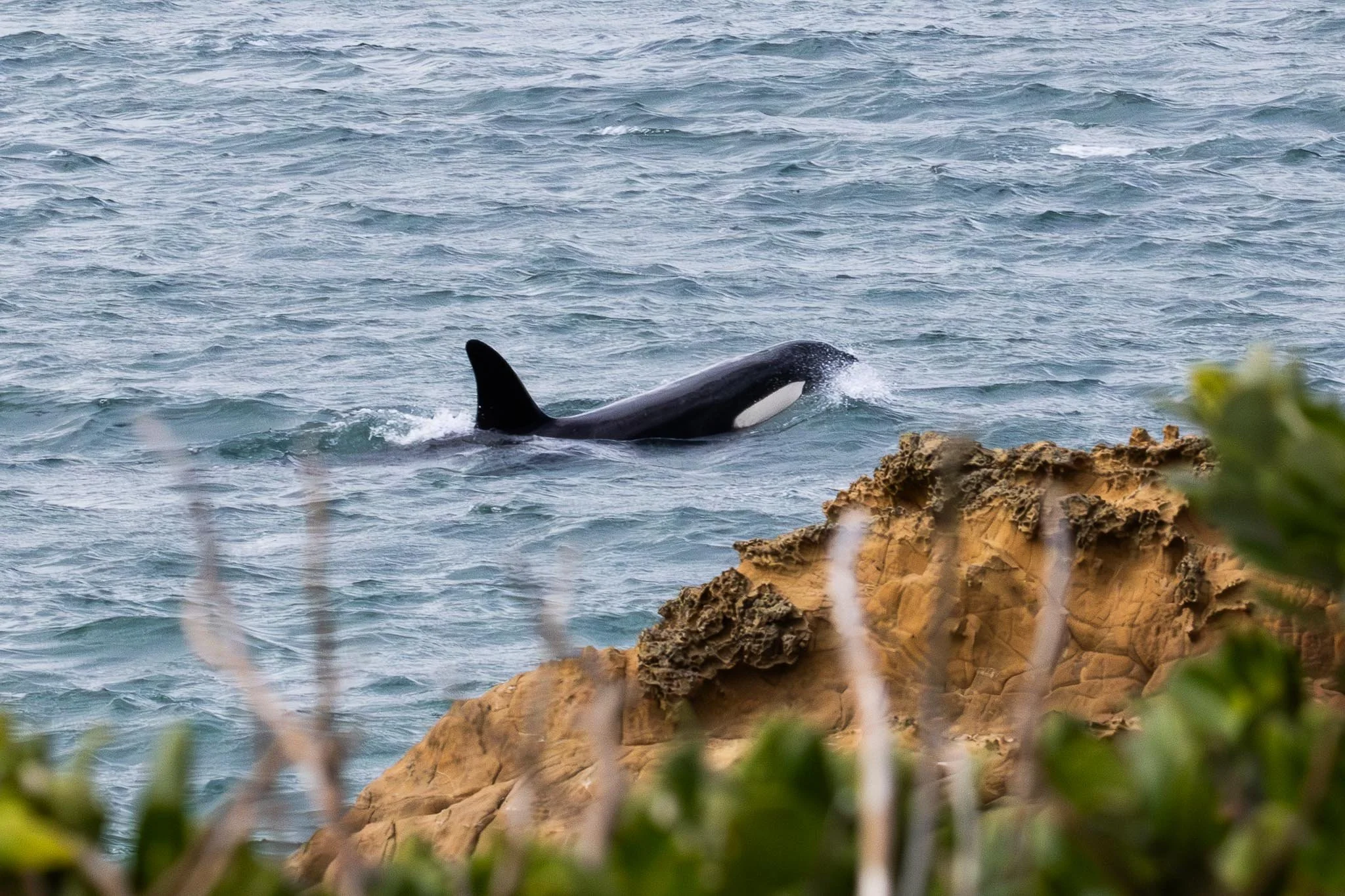 Wild Orca in Wellington Harbour