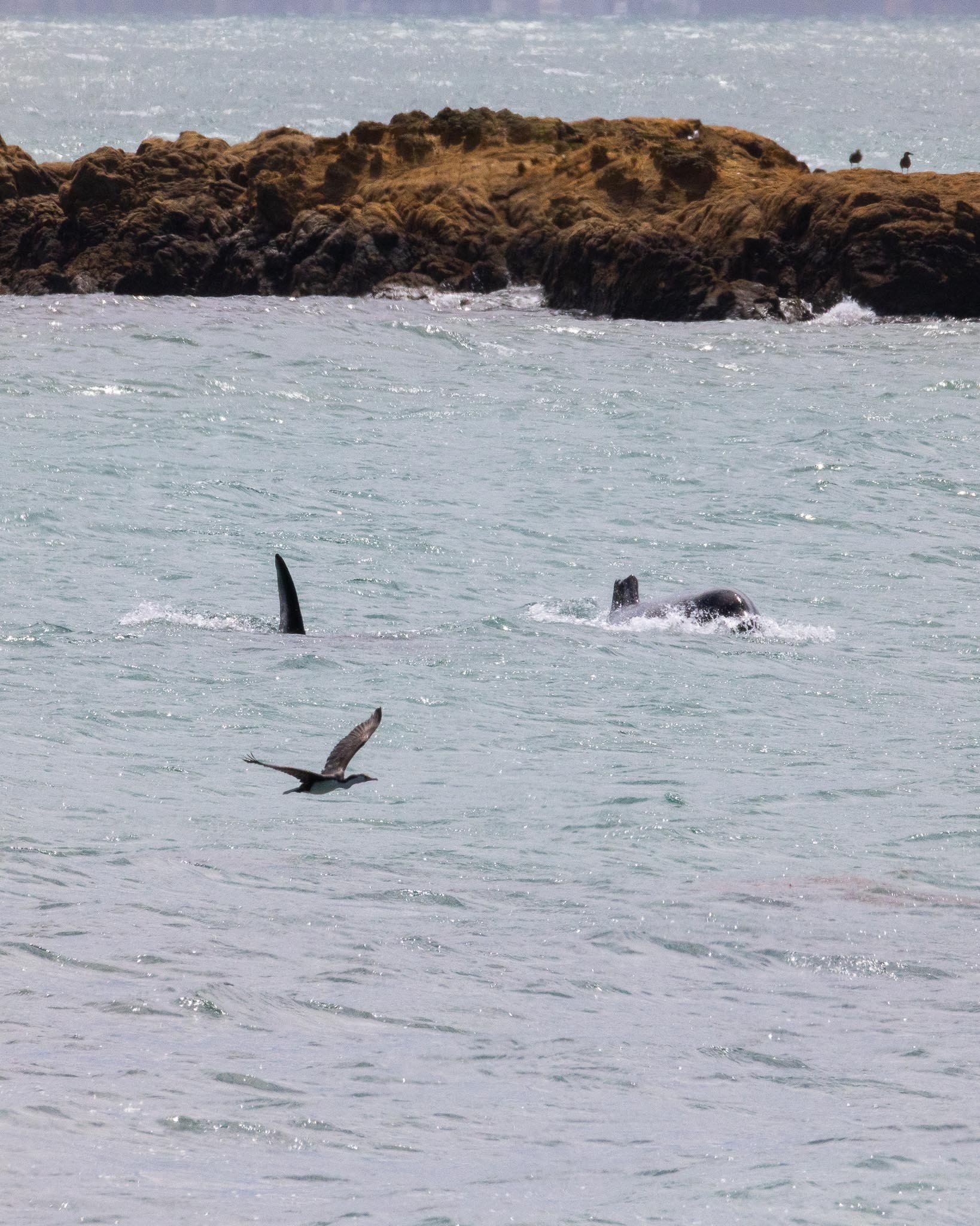 Two orca swim towards the camera, only a dorsal fin visible on the left and on the right, Pickle, with half a dorsal fin and her head sticking out of the water. A shag (bird) flies in front of them.