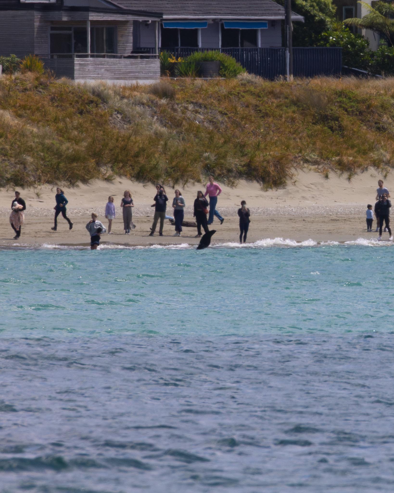 People stand on a beach in front of a dune and houses. They are watching the orca, a large fin sticks out of the water just in front of them.