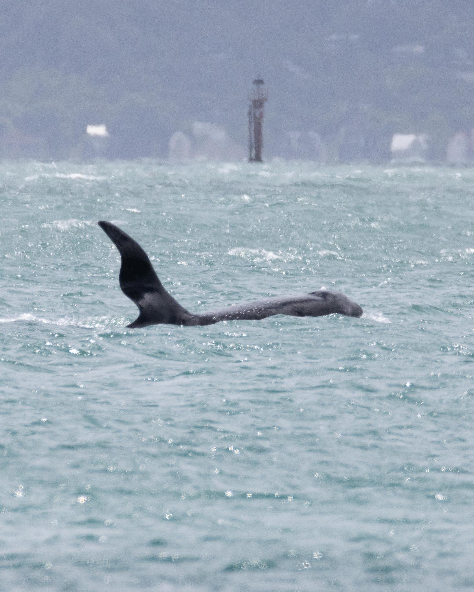 An orca swims in the ocean and it has a wavy dorsal fin.