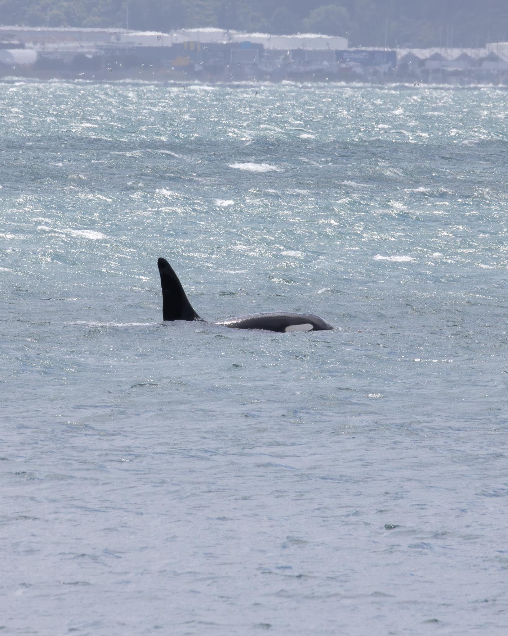 An orca swims in the ocean with a large dorsal fin sticking up from the water, a large white patch behind its eye is visible. In the background, an industrial area and seagulls are blurred by a heatwave.