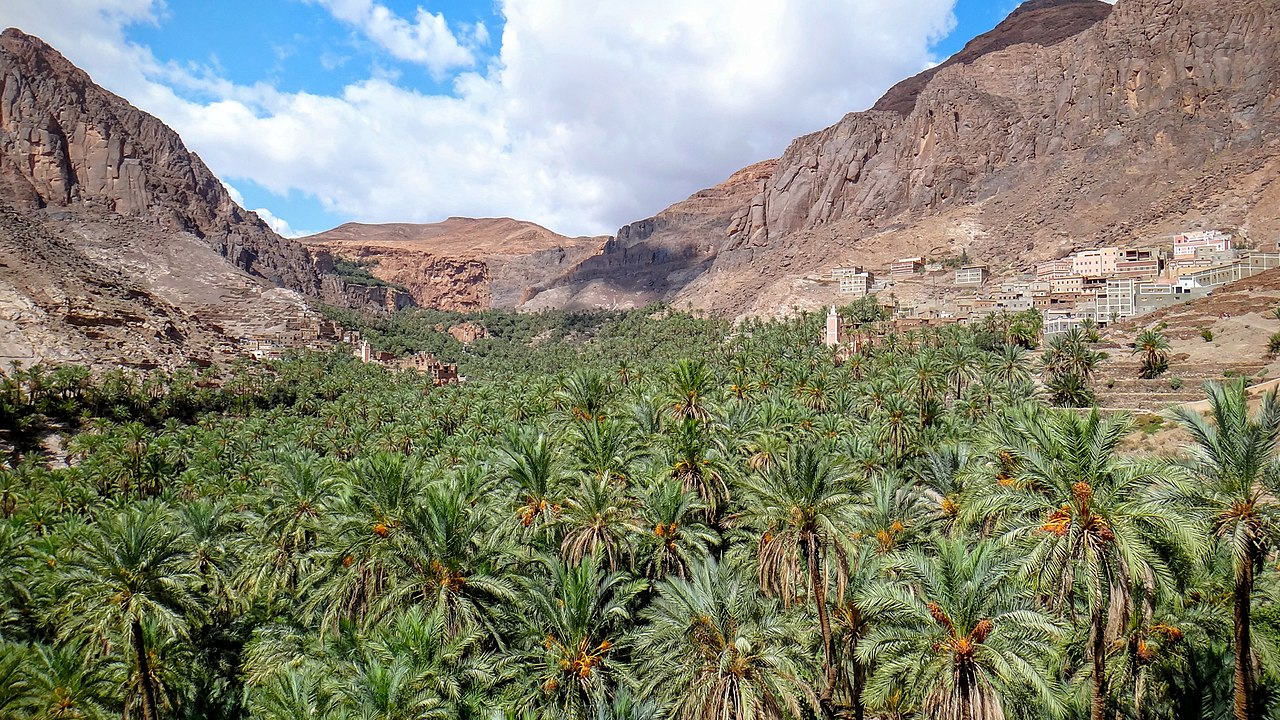 ouarzazate palmtrees.jpg