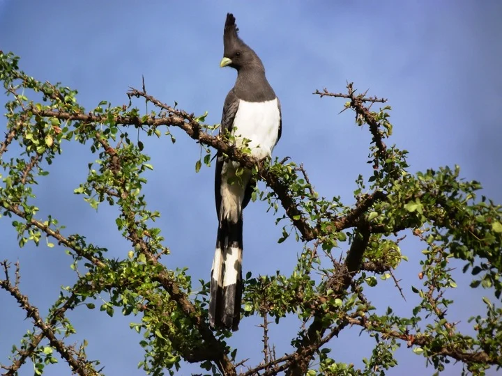 bird lolkisale.jpg