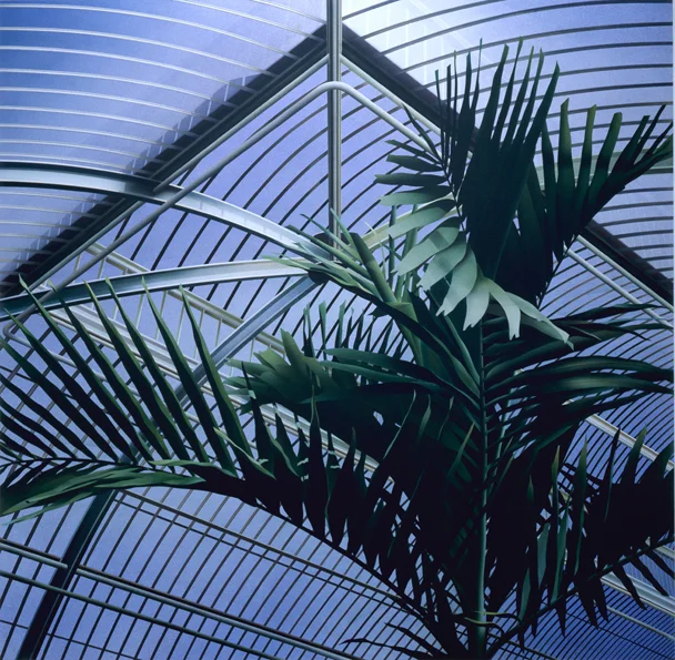 Palm House II