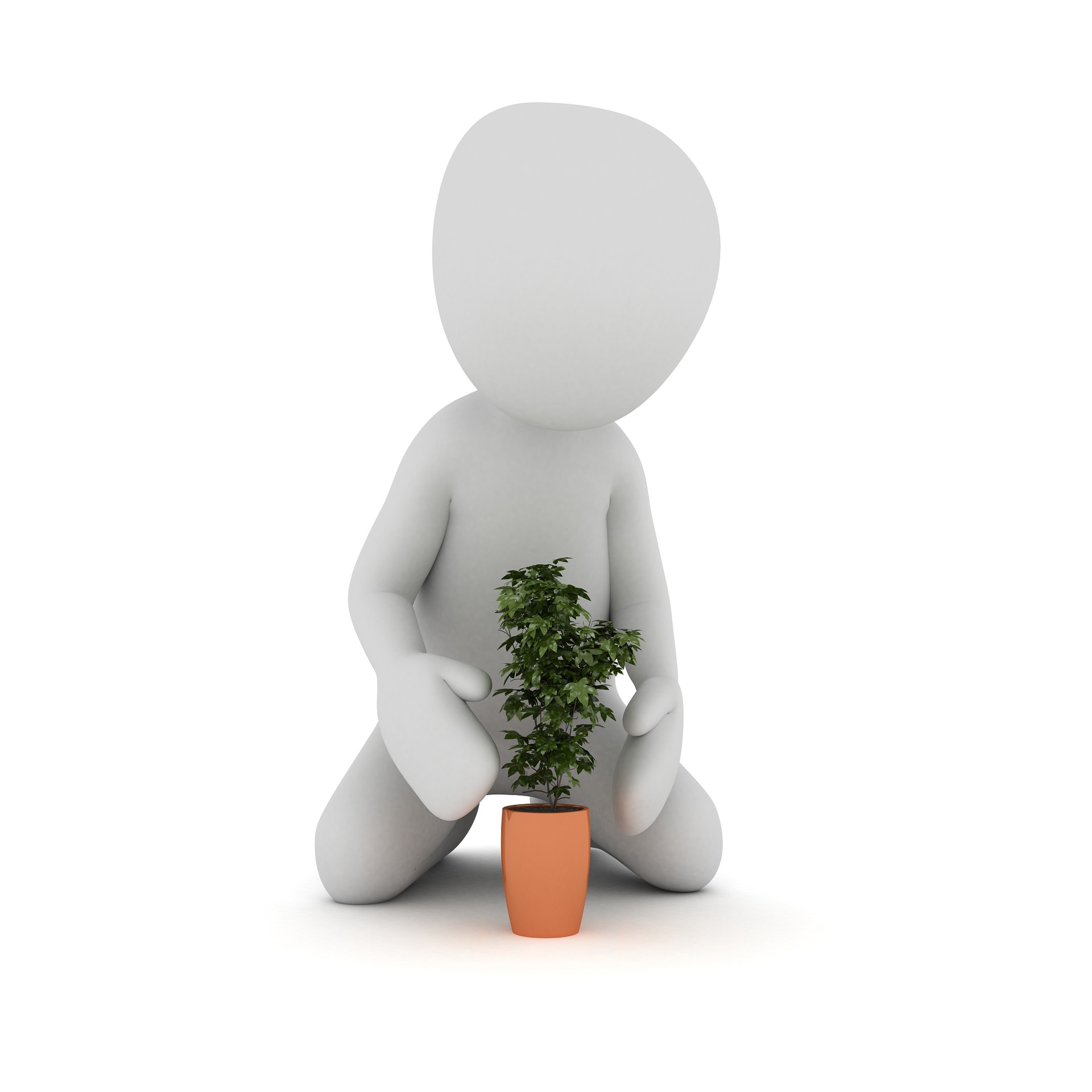 plant-1020159_1920.jpg