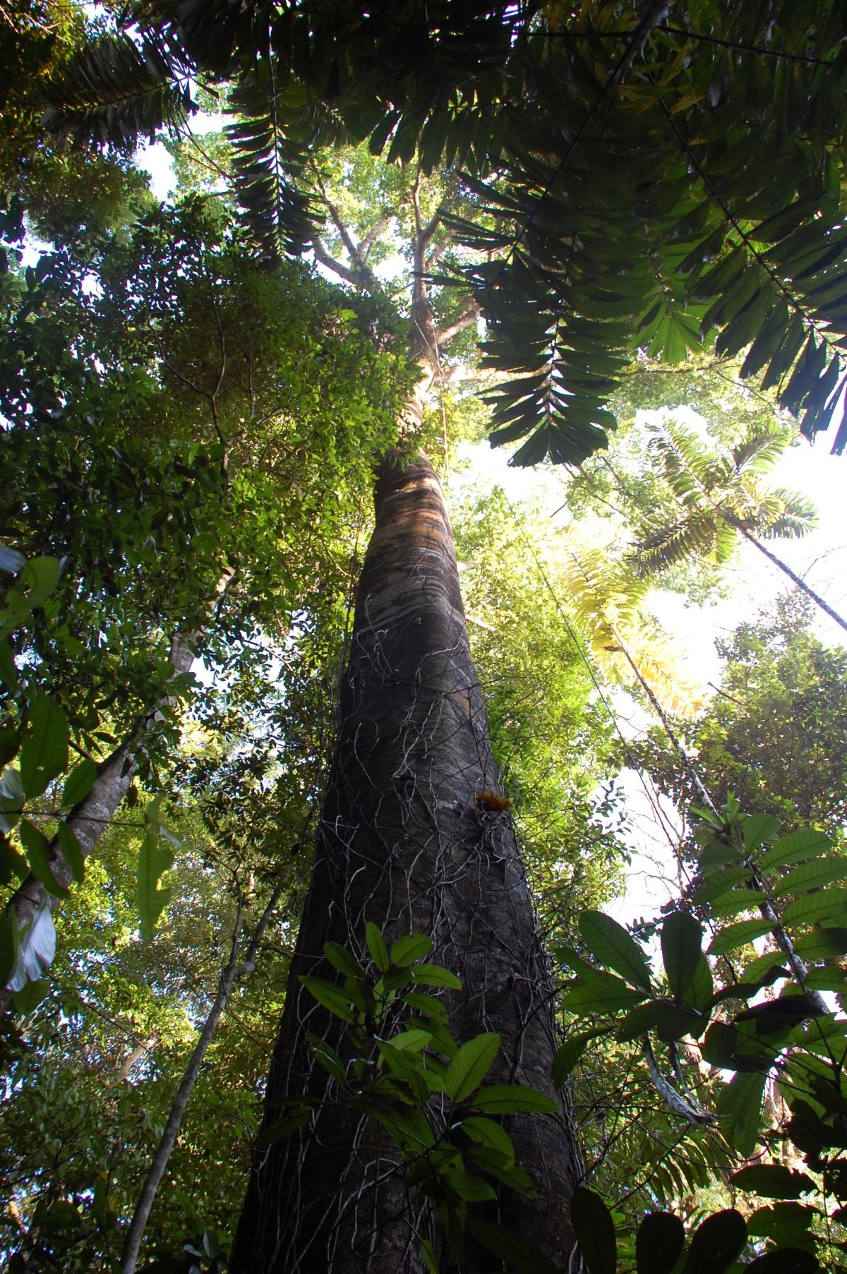 Vue en contre-plongée d’un grand arbre dans une forêt tropicale.