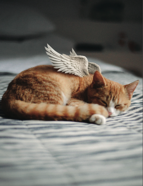 Cat Symp Card V1.png