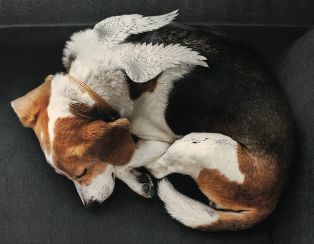 chien ailé couché en boule