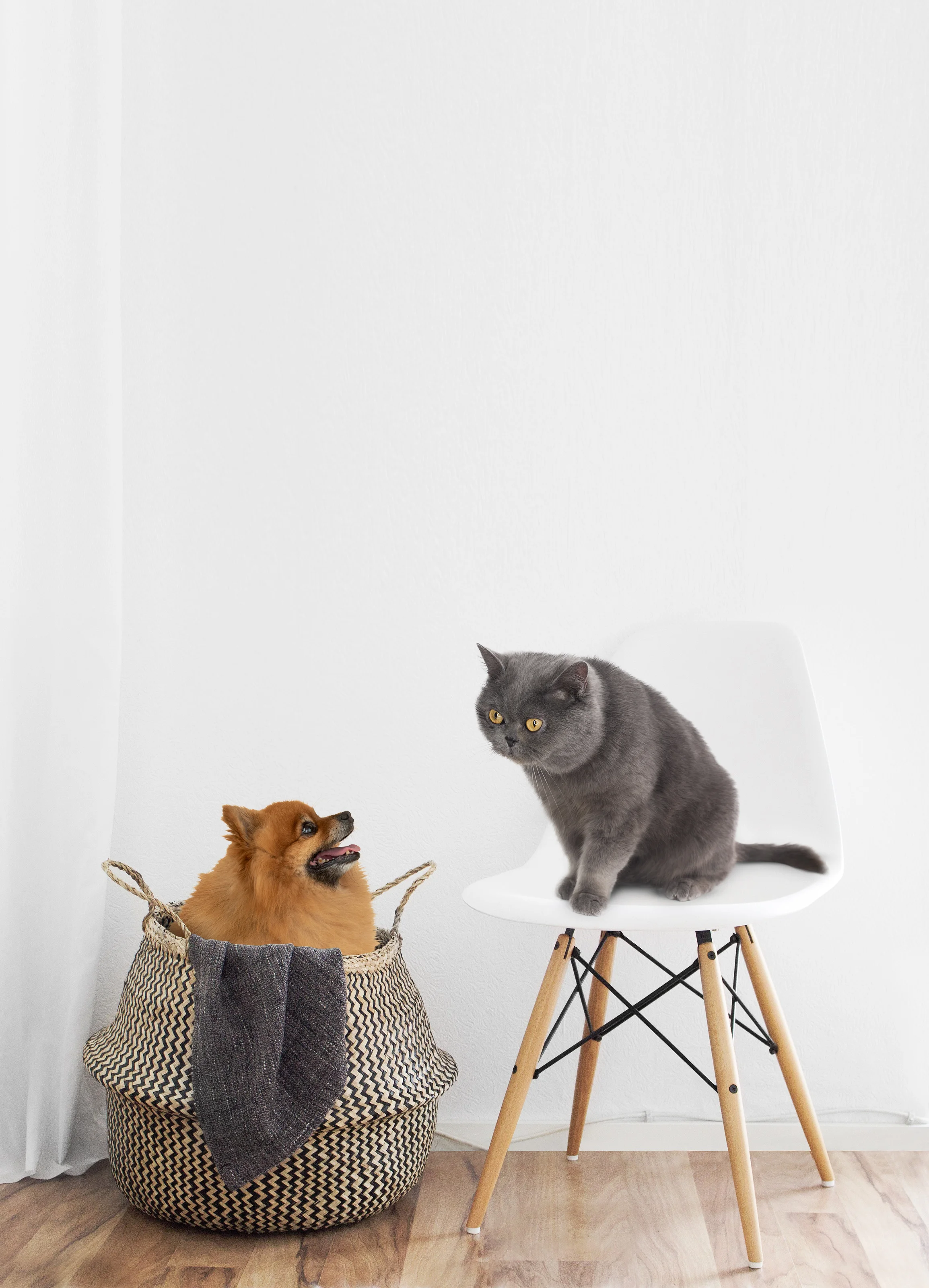 i-cant-believe-my-eyes-dot-dot-dot-some-dog-is-in-my-basket.jpg