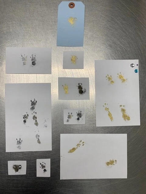 Guinea Pig paw prints