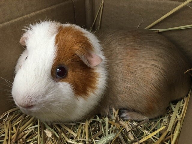Bubulle, notre cochon d'Inde bien-aimé, a été euthanasié en septembre 2019. Nous sommes devenus fous avec des empreintes de nez et de patte <3 RIP Bubulle, vous nous manquerez!