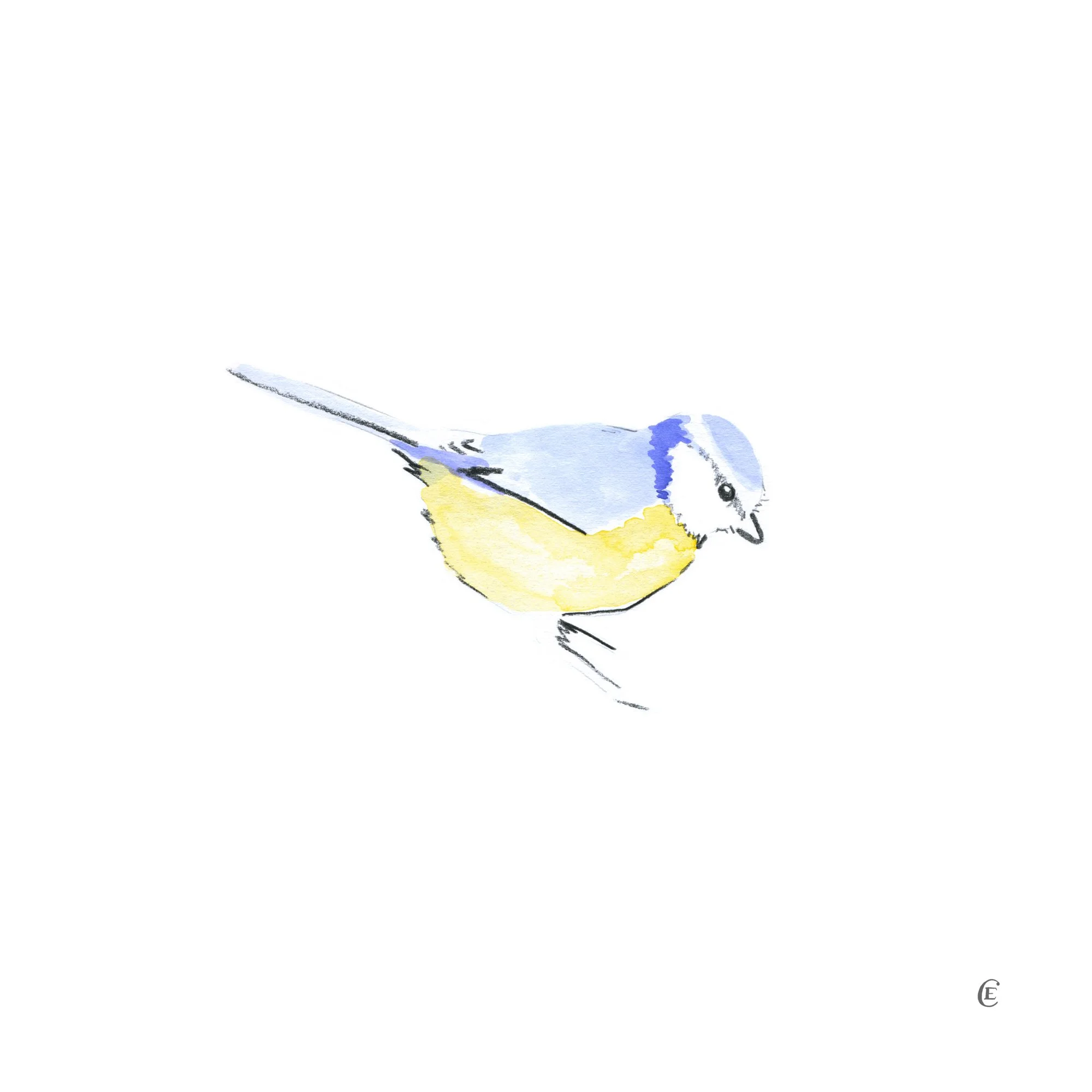 Eurasian Blue Tit