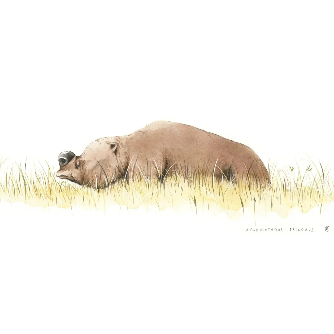 ZygomaturusWatercolour_in sedge_CE_v01.jpg