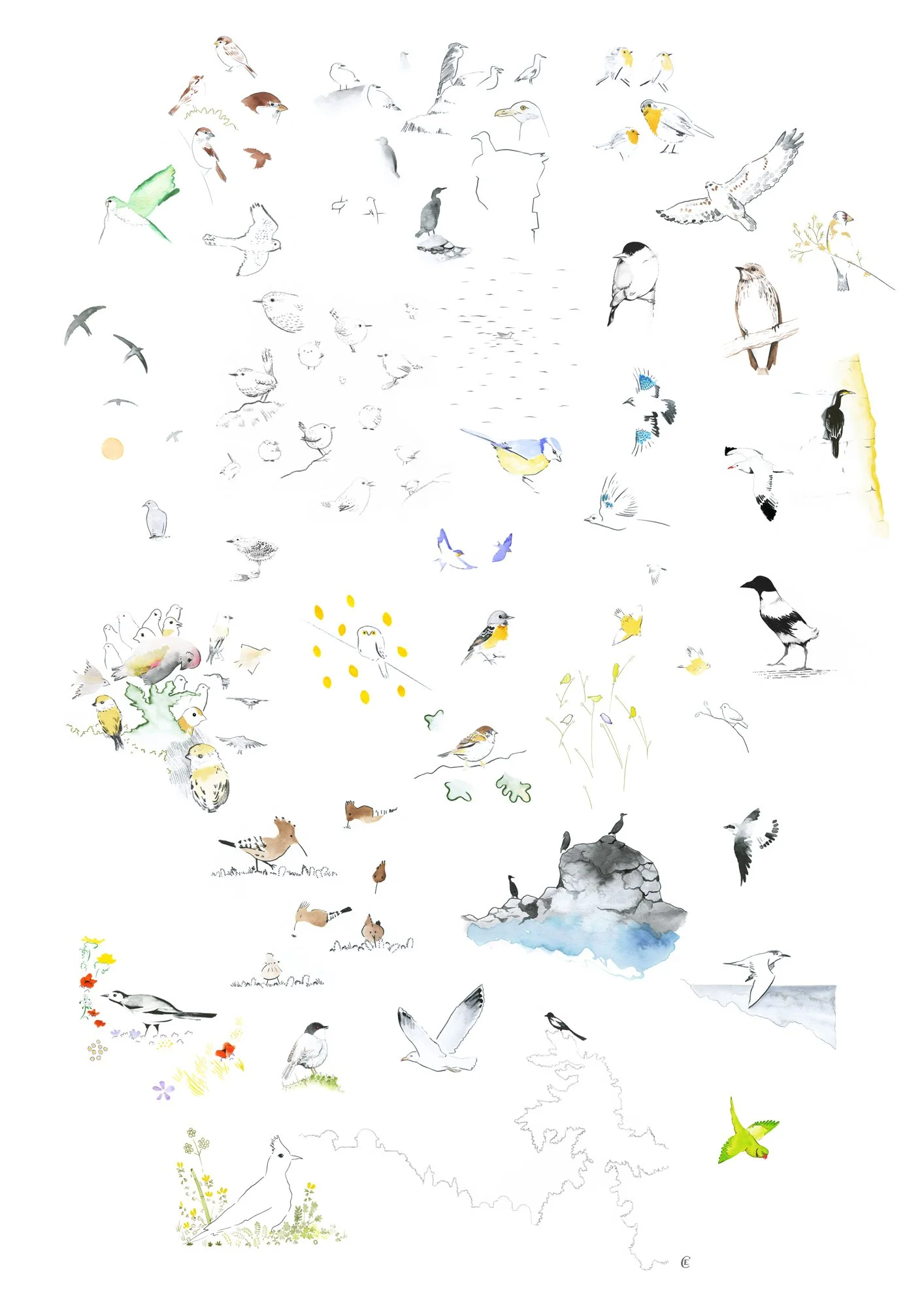 European bird drawings A2 poster
