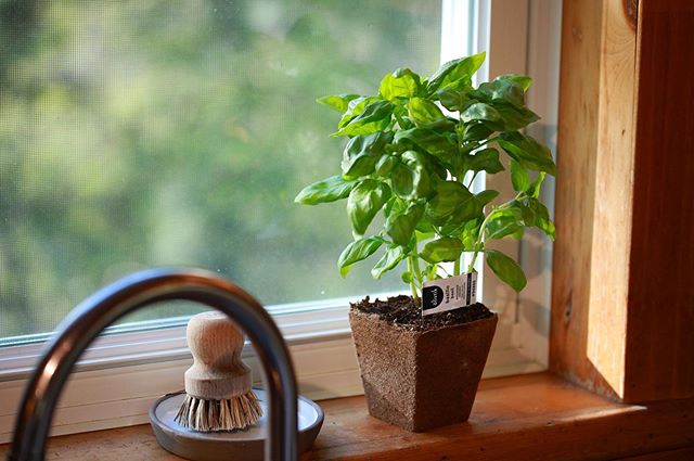 D&egrave;s mercredi vous retrouverez dans plusieurs &eacute;piceries nos magnifiques plants de basilic en pot compostable! Parfait pour &ecirc;tre d&eacute;pos&eacute; sur votre comptoir de cuisine ou plant&eacute; directement dans votre jardin/jardi