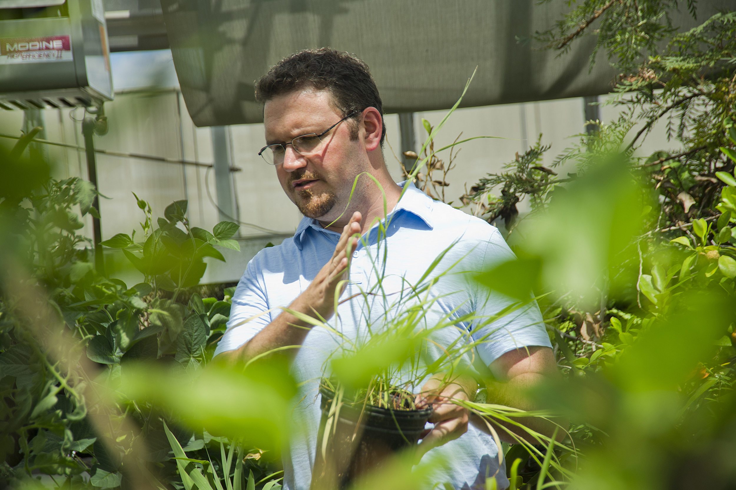 Springer’s research examines how climate change will affect the physiology and development of plants like the important biofuel species, switchgrass ( Panicum virgatum ), shown here.(Photo by Saint Joseph’s University)