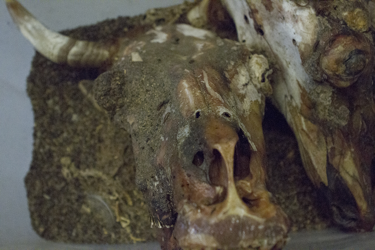 Ox Head Prepared by Calix O'Hara (Photo by Loyola University Maryland)