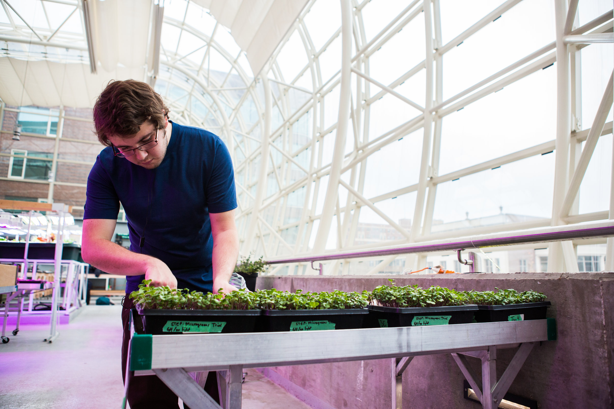 Jon Barber trims microgreens inside the Ecodome as part of his research for a STEP course (Photo by Heather Eidson)