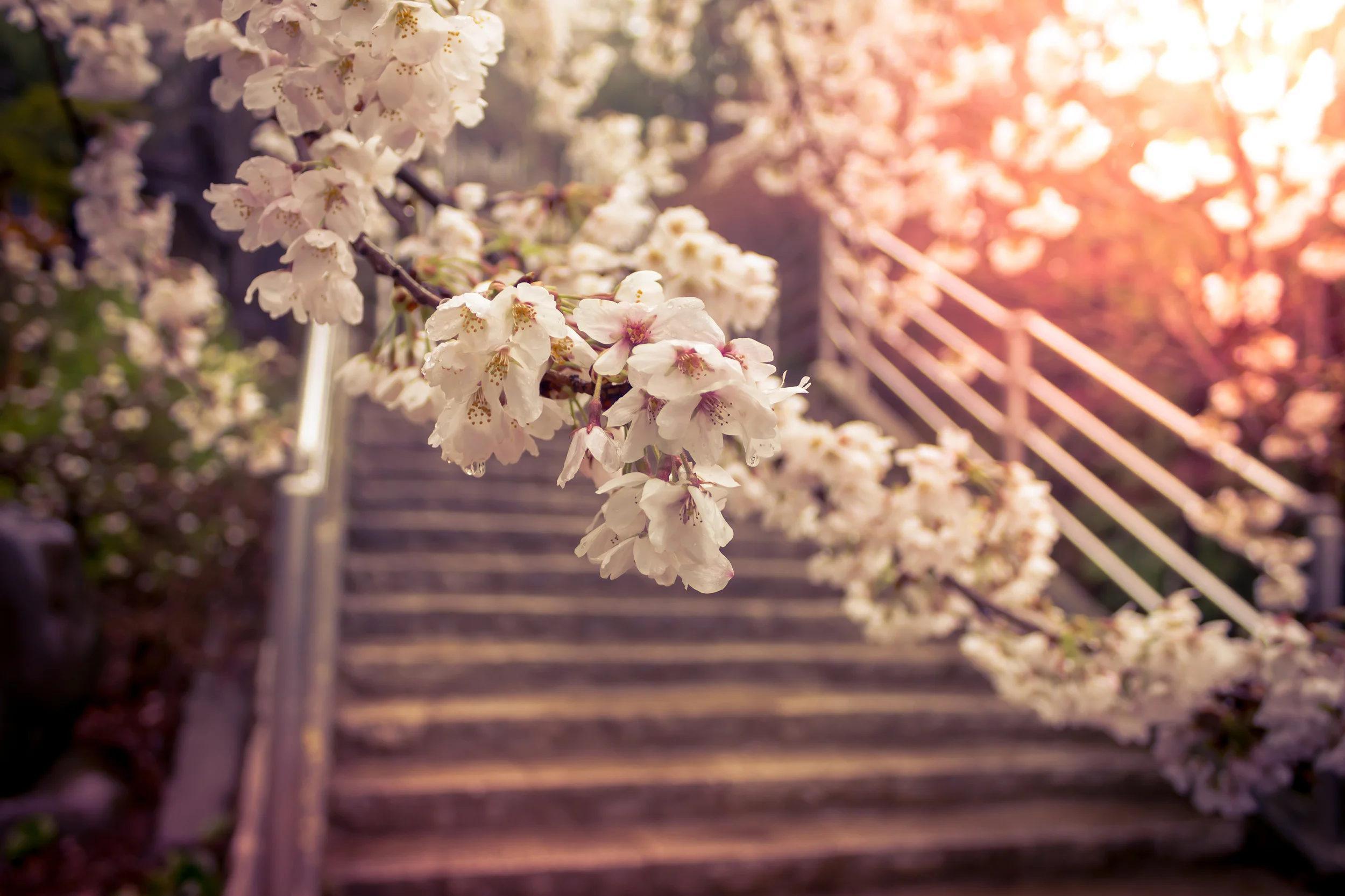 Cherry Blossom Tours 2016- Only a few spots left!!!