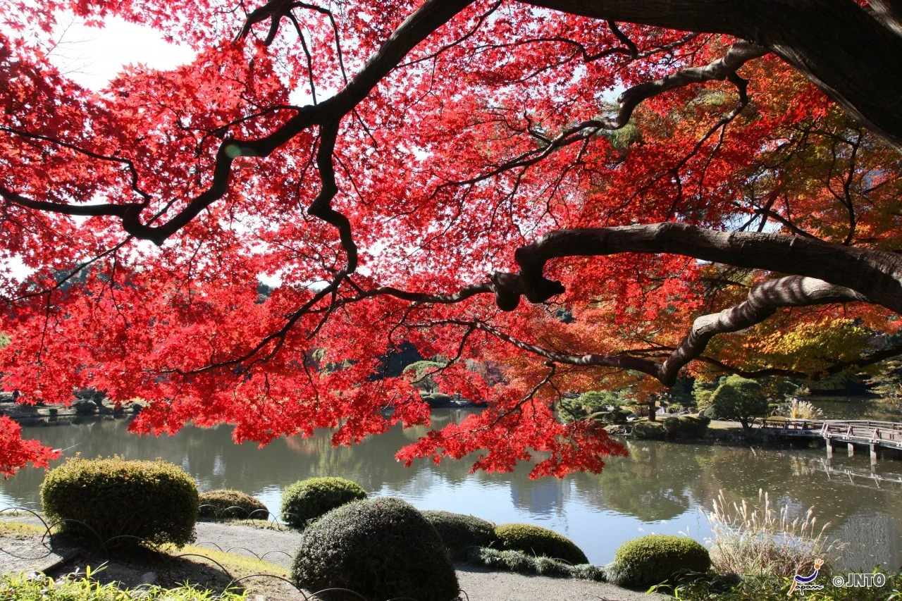 Shinjuku Gyoen