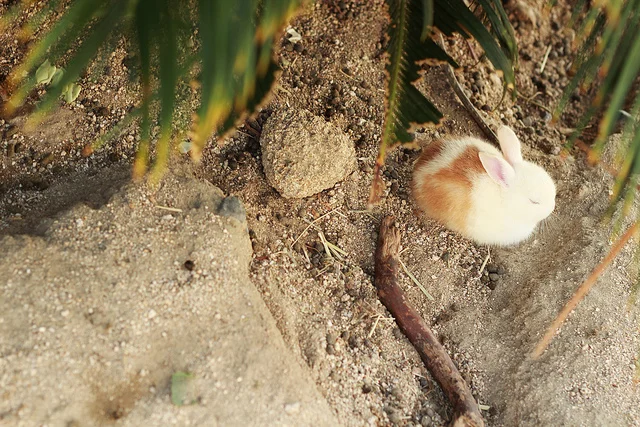 Rabbit photo by: flickr@okunoshima_05