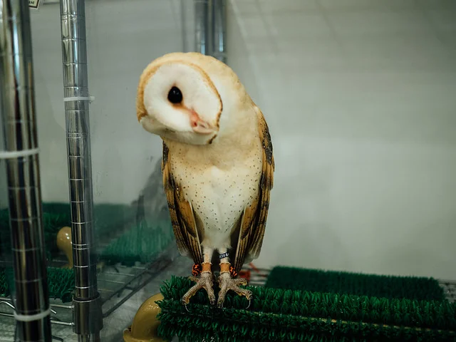 An image of the barn-owl turning its head. Photo by Flickr@Tim Brennan