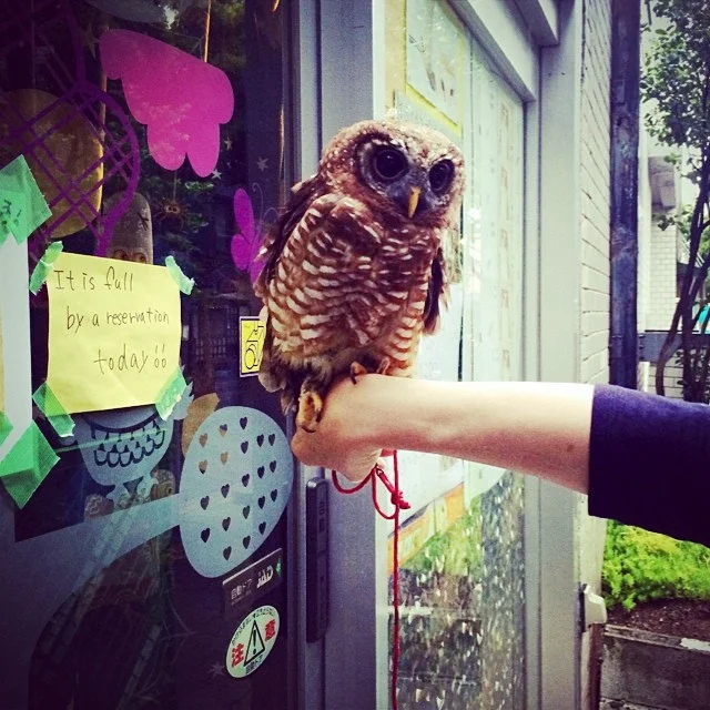 Reservations at the Tokyo Owl Cafe fully booked on this particular day. Photo by Flickr@John Gillespie