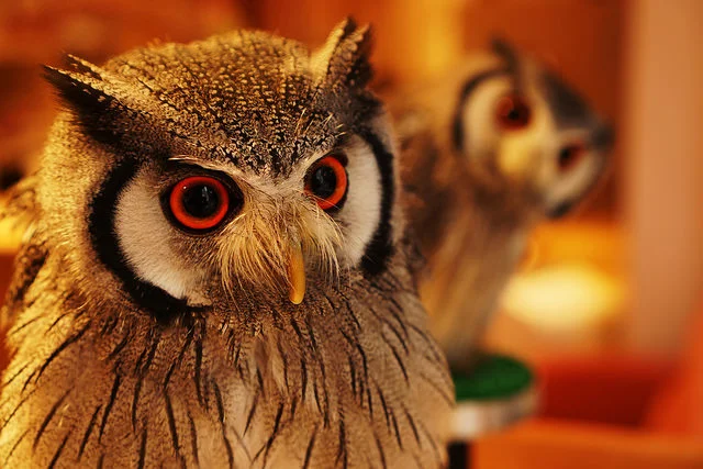 Picture of eager and friendly southern white-faced owls. Photo by Flickr@Yuki Hirano