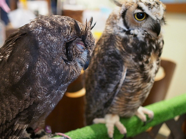 Owls looking sleepy in the owl cafe. Photo by Flickr@Toukou Sousui 淙穂鶫箜