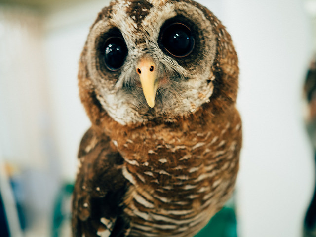 A close picture of a cute and gentle owl with marble eyes. Photo by Flickr@Tim Brennan