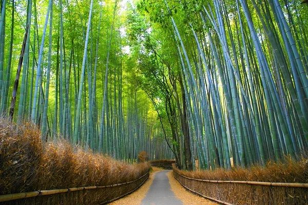 Arashiyama Bamboo Forest