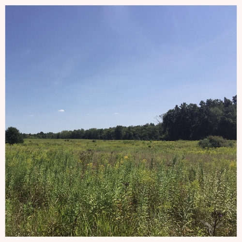 The Sherman Road Preserve