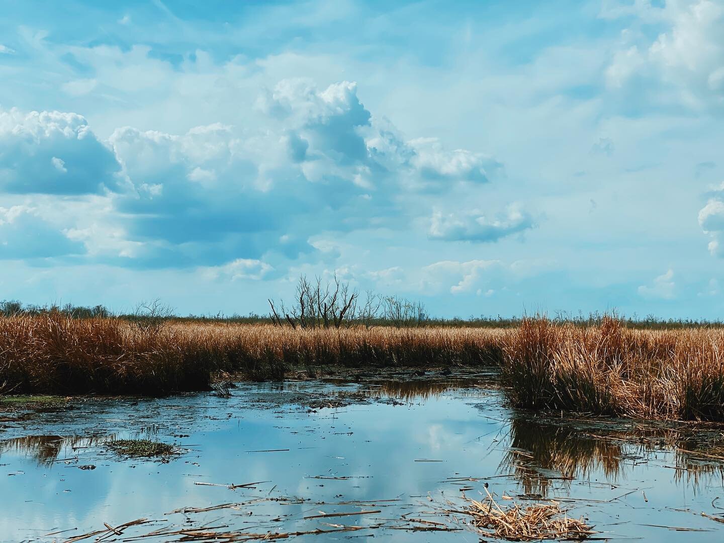 🐊 Swamp + Sky ☁️