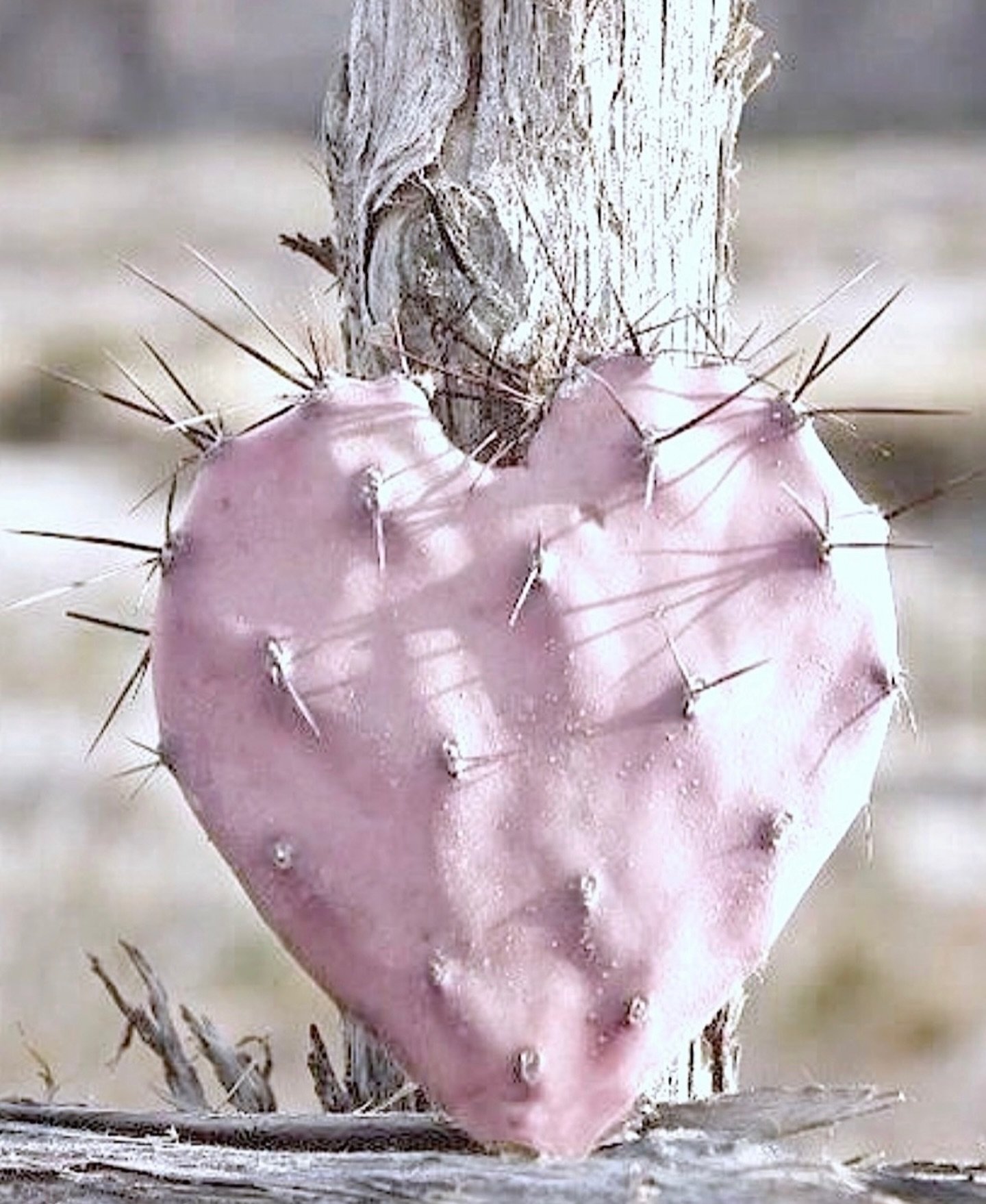 Love lives amongst the thorns. 

Beautiful photo @missfifi2610