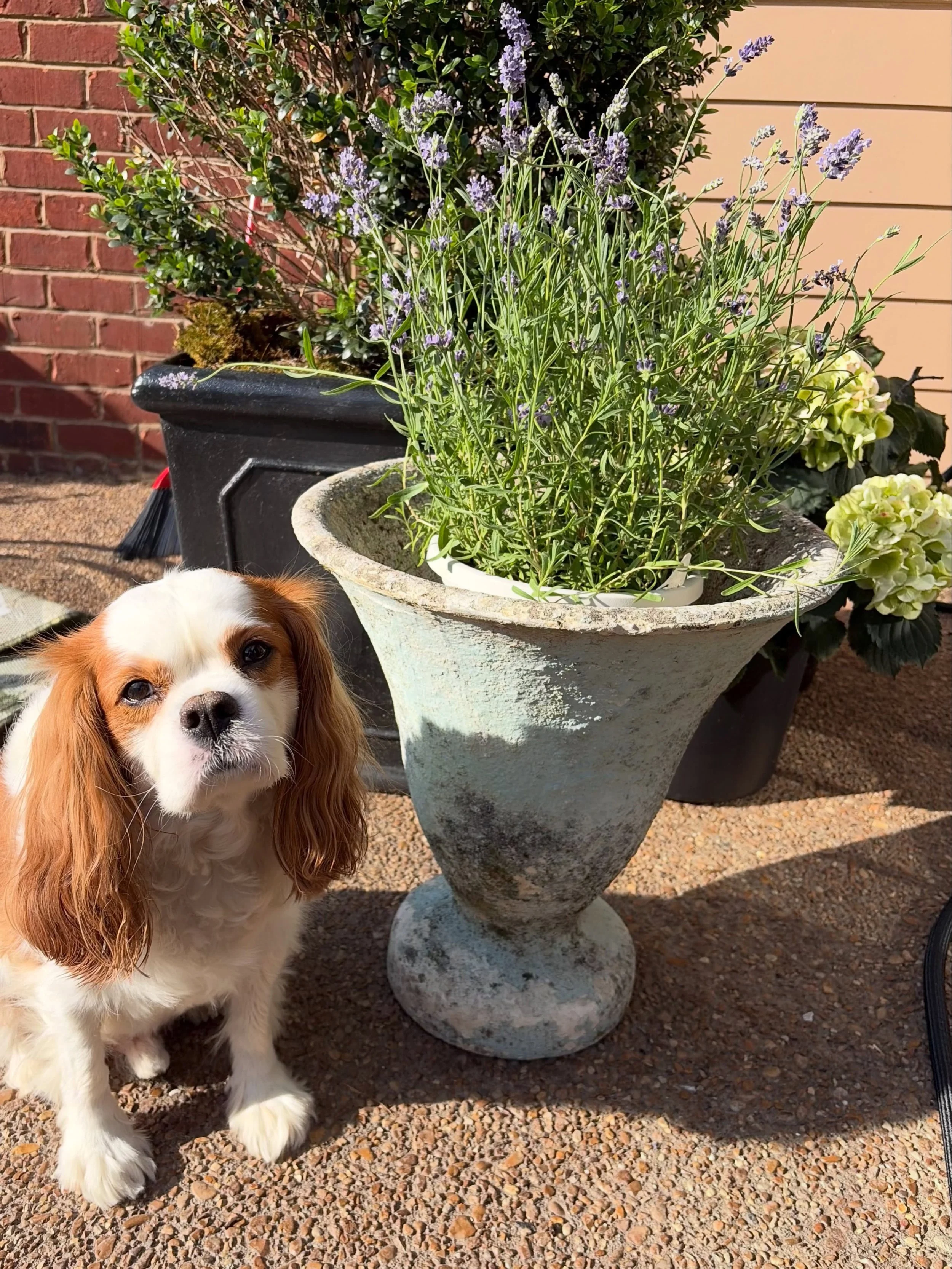 How much is the little doggy in the picture? Well &hellip; Spencer isn&rsquo;t for sale. But, his mom, Beth Fabel is an exhibitor June 12-13 at the City Farmhouse Vintage Fling and she&rsquo;s bringing this gorgeous French urn, along with other amazi