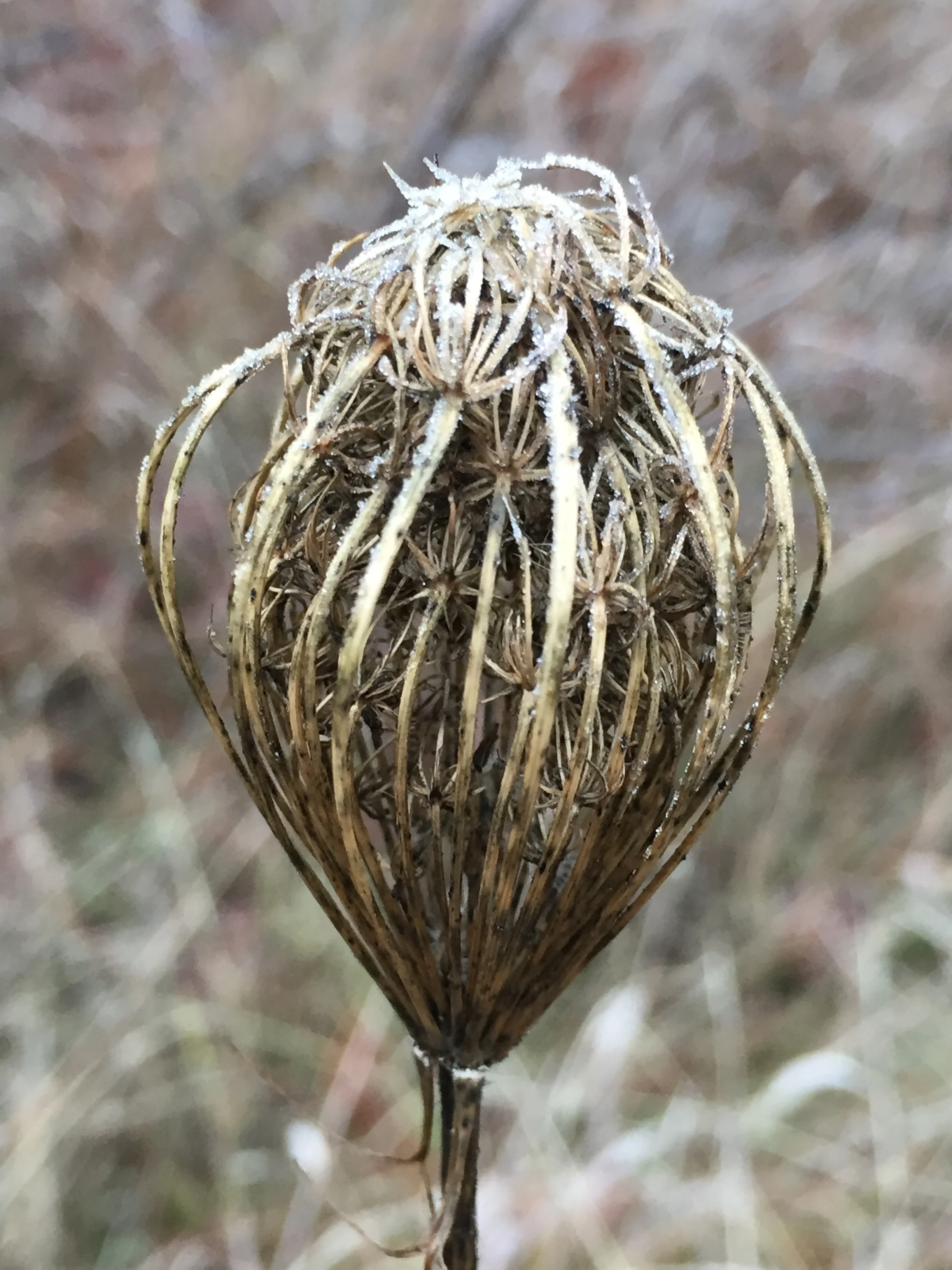 Glorious seed head Oak Ridge Trail.jpg