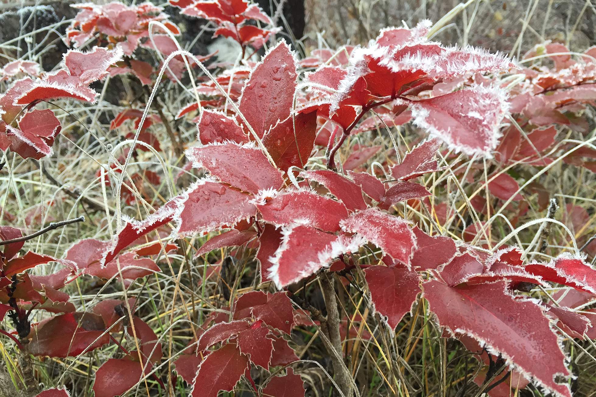 Frosty Mahonia Oak Ridge Trail.png