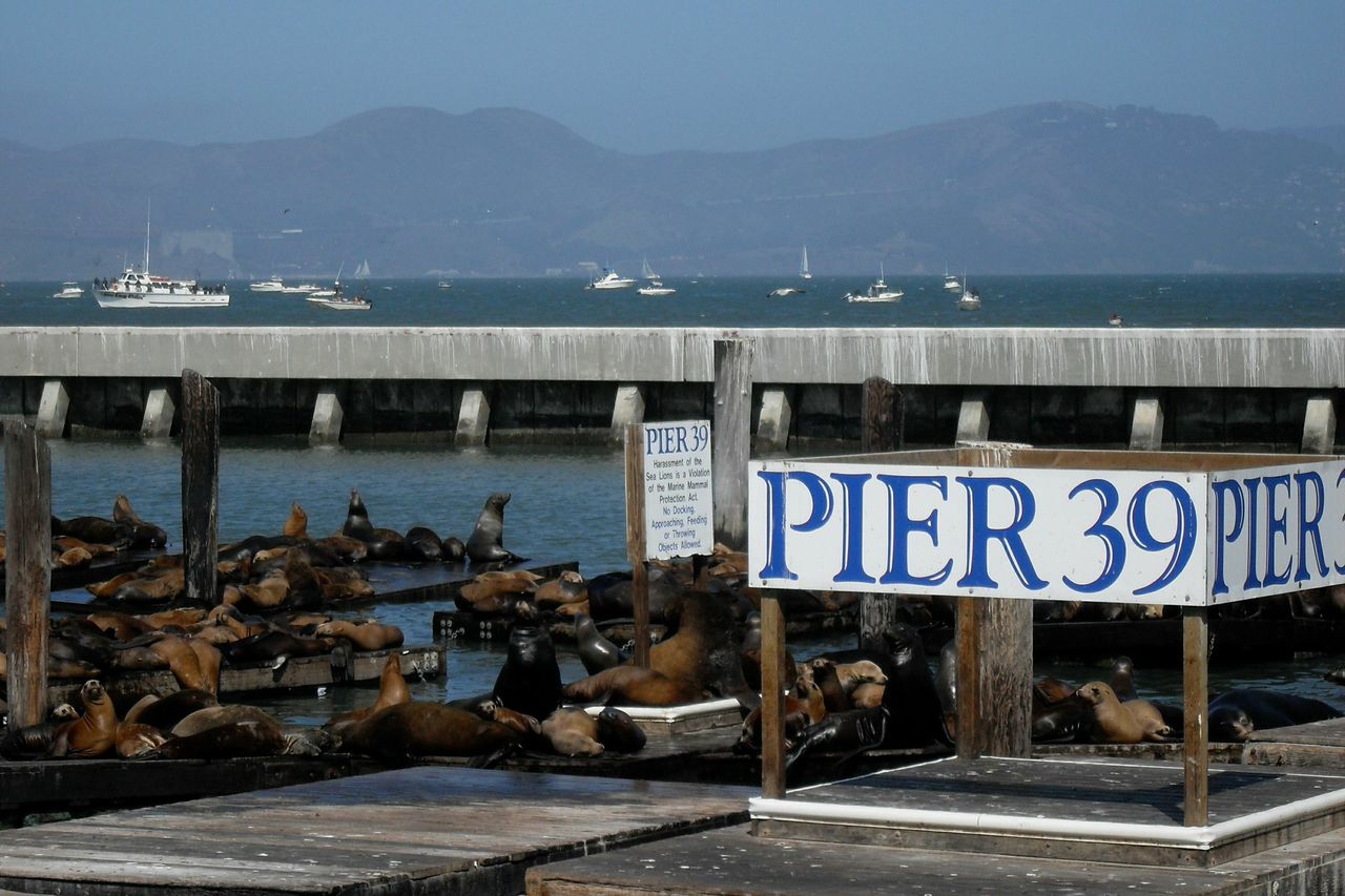 Pier 39 