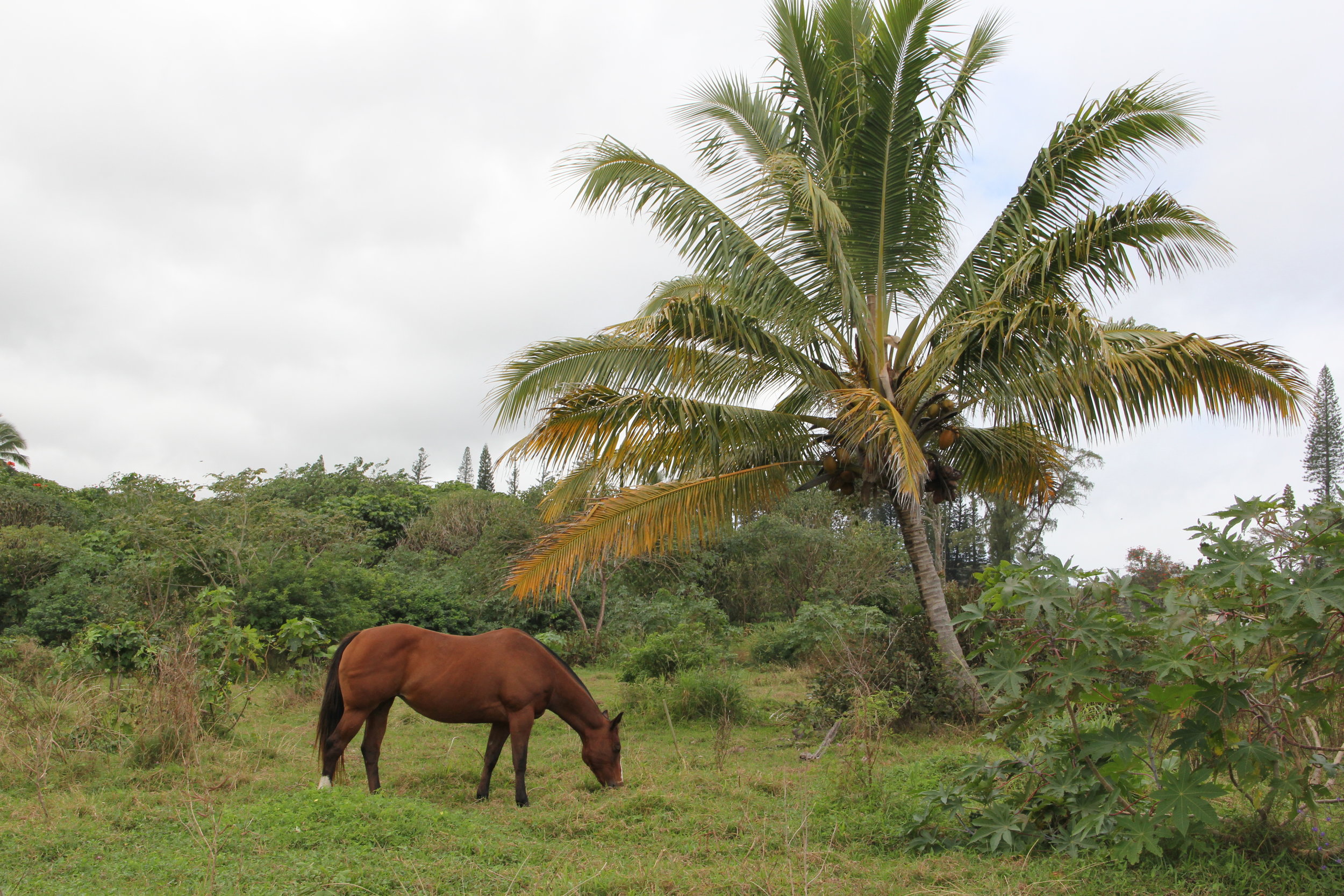 Wild Horses in Maui 