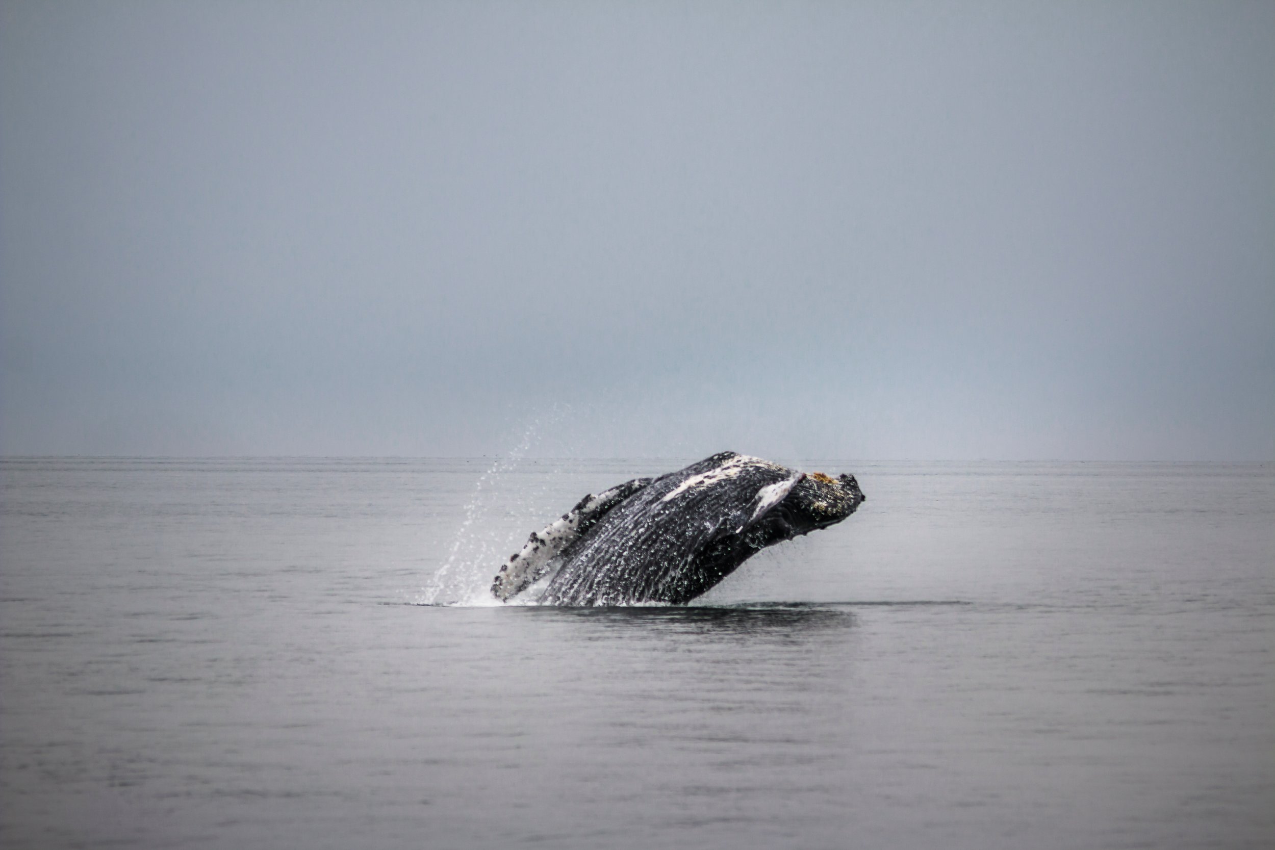 Whale Watching_Alaska.jpg
