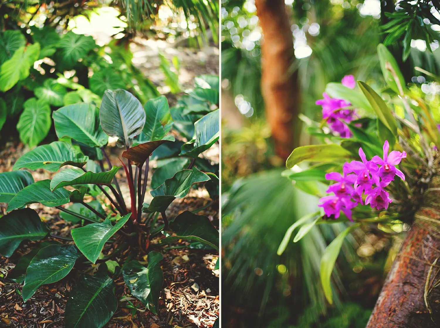 pierre's restaurant wedding: plants scenery