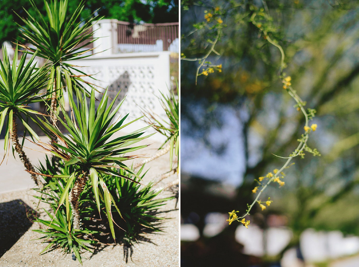 plants at the neon museum