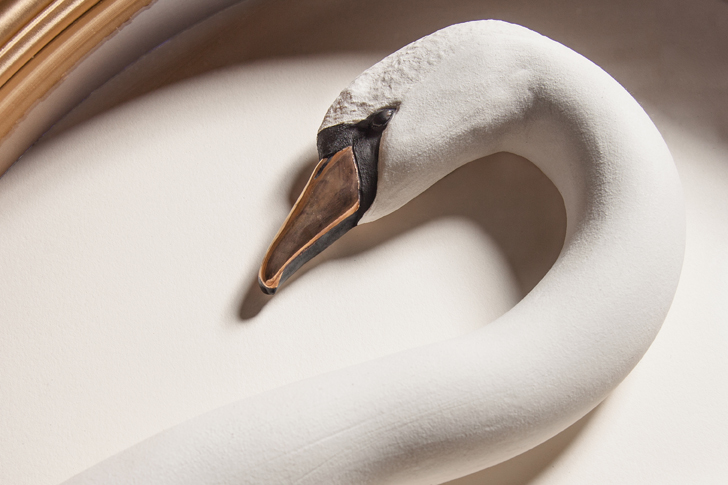 swan face detail small file.jpg
