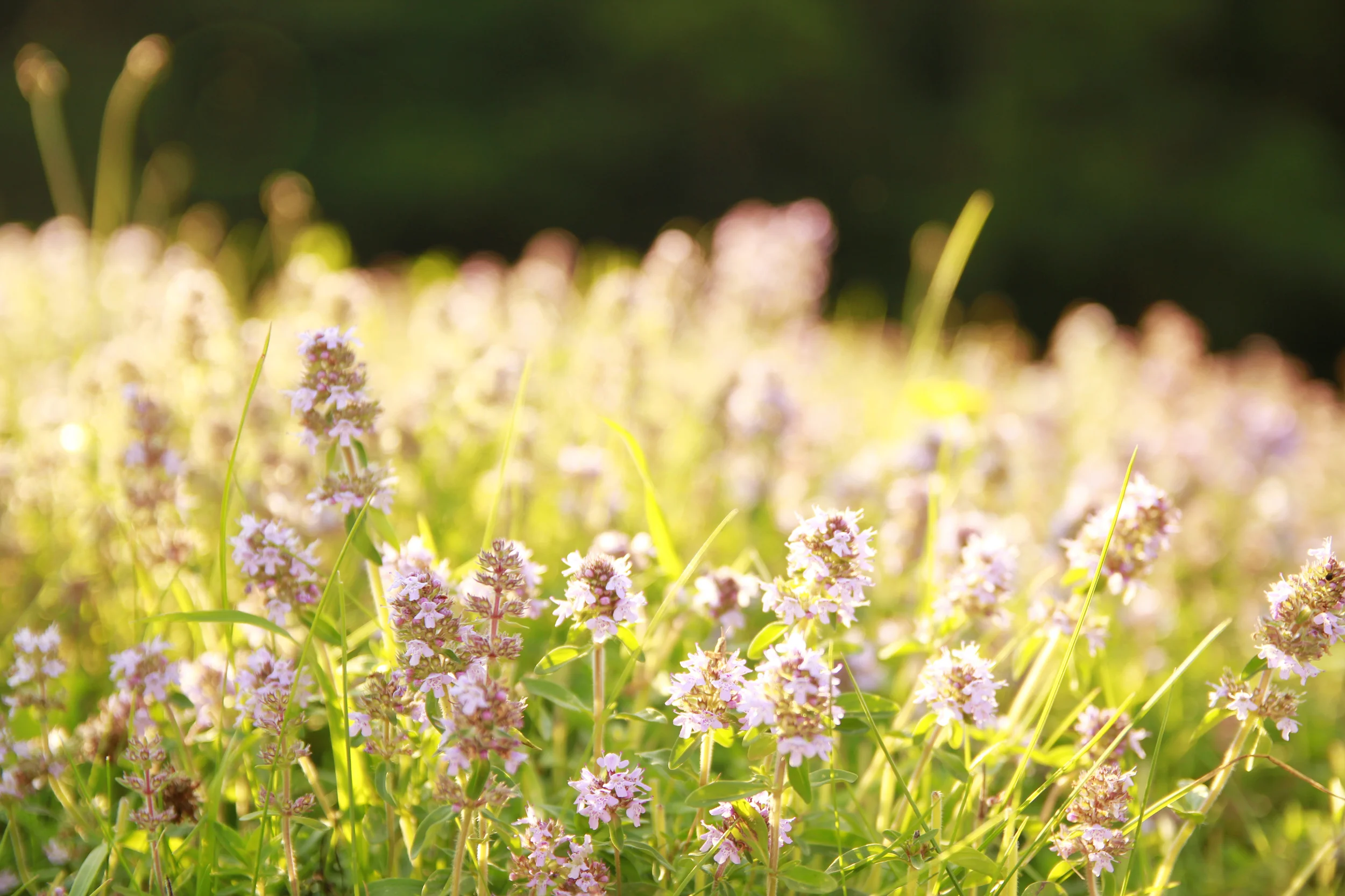 flowersfiels.jpg